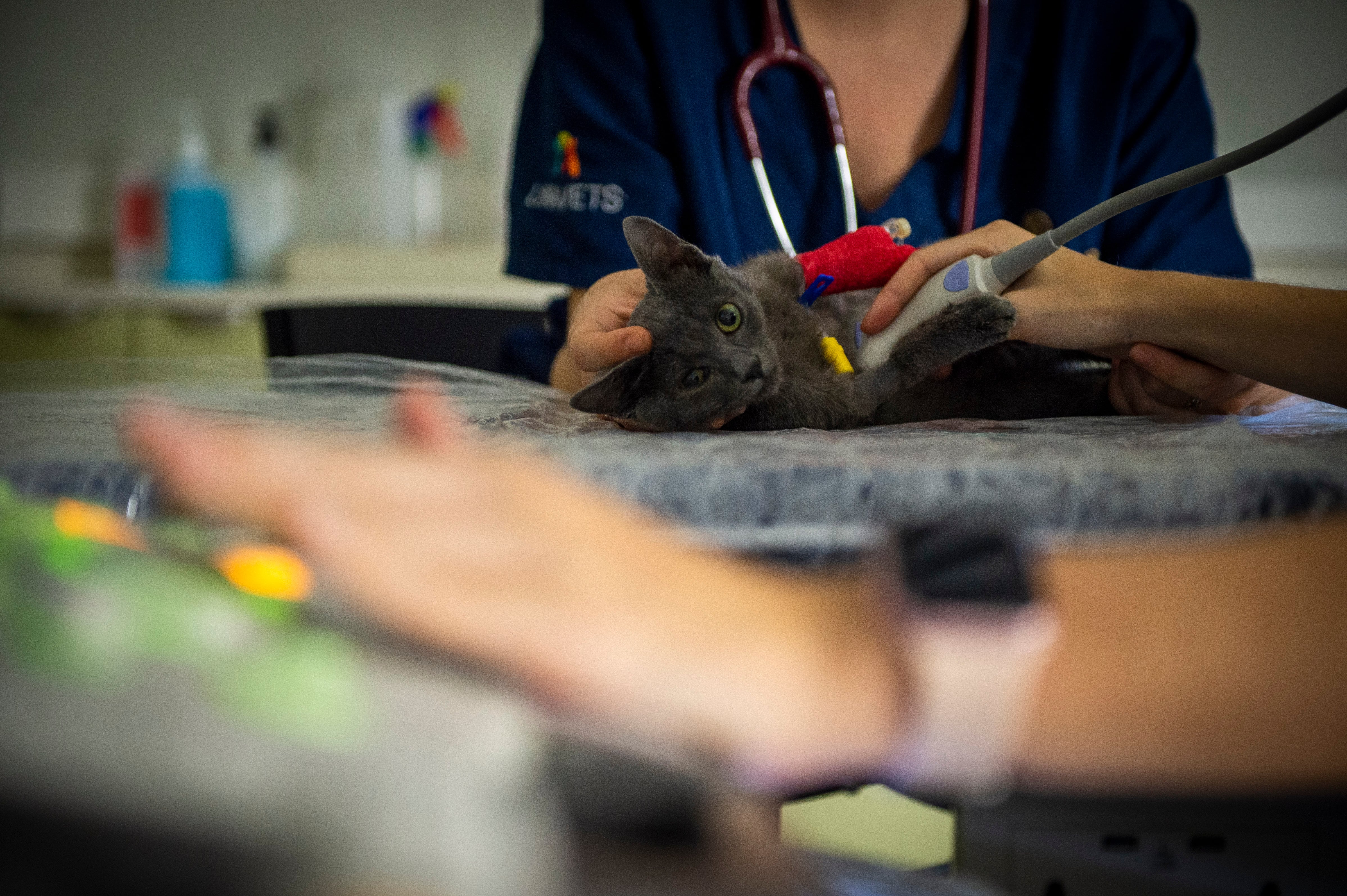 El Gobierno ofrecerá veterinario gratis o a bajo coste para los animales con dueños en situación de vulnerabilidad