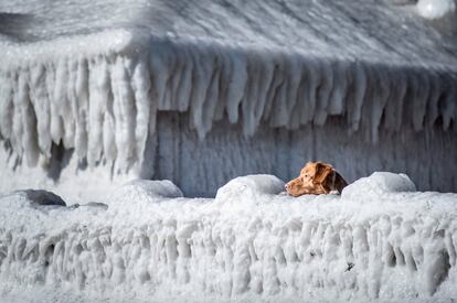 Un perro mira por encima de una casa cubierta de hielo al sur de Copenhague (Dinamarca), el 19 de marzo de 2018.
