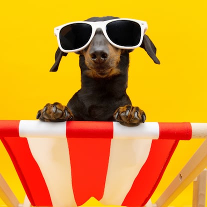 Funny dog summer. Dachshund puppy relaxing on a beach chair wearing sunglasses going on vacations. Isolated on yellow background