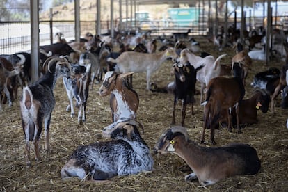 Cabras payoyas, en mayo en un establo alimentándose de pastos en Villamartín (Cádiz). 