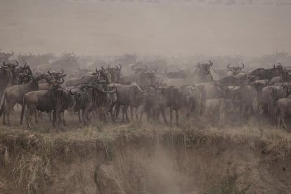 Cada año, cerca de un millón y medio de ñus, además de cientos de miles de cebras y gacelas, cruzan el río Mara, en el suroeste de Kenia, tras recorrer miles de kilómetros desde las norteñas llanuras del Parque de Serengeti, en Tanzania. Esta temporada por primera vez, el número de turistas presenciando la Gran Migración se ha visto muy mermado. Parque Nacional de Masái Mara, Kenia. Imagen tomada el 7 de agosto de 2020.