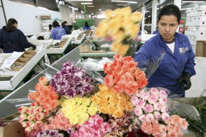 Empresa de exportación de claveles en Facatativá, cerca de Bogotá, un sector que exporta más de 1.000 millones de dólares al año.