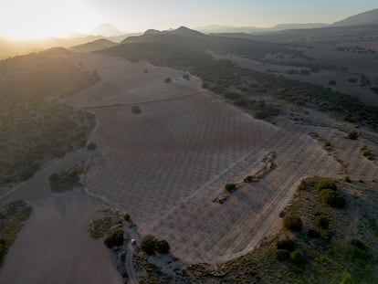 Plantaciones de almendros en la finca El Entredicho, en Caravaca (Murcia).