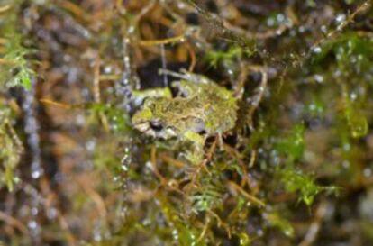 'Pristimantis mutabilis'.