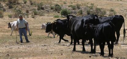 Ganadería de Hoyos del Espino (Ávila).