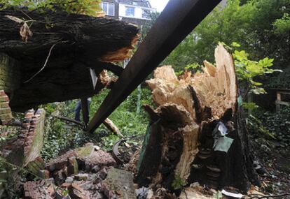 Estado en el que ha quedado el árbol tras el temporal