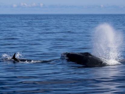 La ballena azul avistada en Canarias el pasado fin de semana.