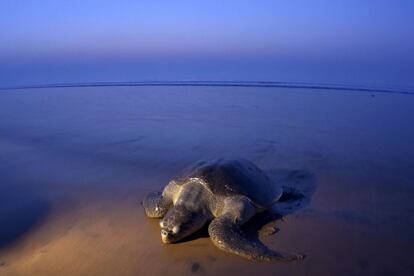 An Olive Ridley Turtle (Lepidochelys olivacea) arrives to lay her eggs on the sand at Rushikulya Beach, some 140 kilometres (88 miles) south-west of Bhubaneswar, early February 16, 2017. 
Thousands of Olive Ridley sea turtles started to come ashore in the last few days from the Bay of Bengal to lay their eggs on the beach, which is one of the three mass nesting sites in the Indian coastal state of Orissa. / AFP PHOTO / ASIT KUMAR