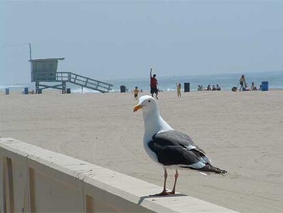 Gaviotas y vigilantes de la playa