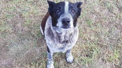 'Max', el perro que permaneció con una niña perdida en un bosque de Australia durante 16 horas.