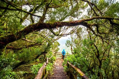 Mirador en el parque nacional de Garajonay, en la isla canaria de La Gomera. 