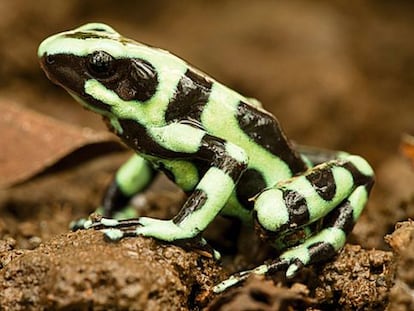 La rana &#039;Dendrobates auratus&#039; se enfrenta a un enemigo letal, un hongo que amenaza a miles de especies.