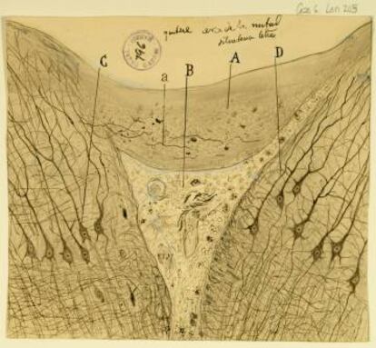 'Herida transversal de cerebro de un gato', de Ramón y Cajal (1914). 