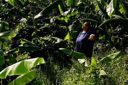 Diana Céspedes ya no hace milagros para subsistir, ahora exporta bananos orgánicos a Europa.