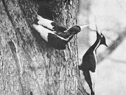 Una pareja de carpinteros pico de marfil fotografiada en 1935 en el bosque de Singer Tract.