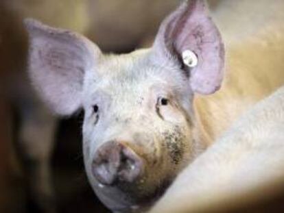 Un cerdo en una granja. EFE/Archivo