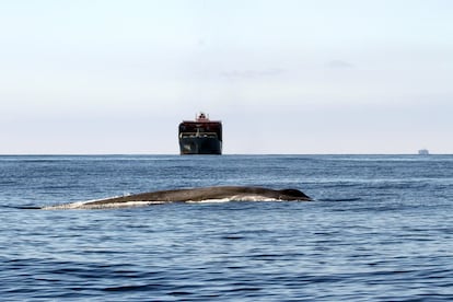 Ballenas