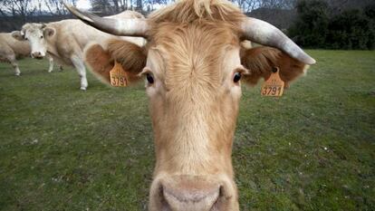 Vacas en una explotaci&oacute;n de Colmenar Viejo (Madrid).