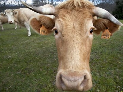 Vacas en una explotaci&oacute;n de Colmenar Viejo (Madrid).