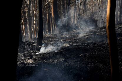 Zonas aún humeantes y con riesgo de incendio en los bosques de La Pereda, este lunes. 
