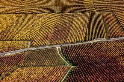 Vista general de un campo de viñedos cerca de Beaune (Francia).