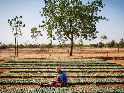 Una mujer y su hijo junto a cientos de plantas en África.