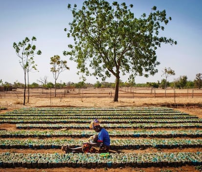 Una mujer y su hijo junto a cientos de plantas en África.