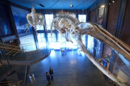 Esqueletos de cetáceos cuelgan en el vestíbulo de entrada al Museo de las Ballenas, en New Bedford, al sur de Boston.