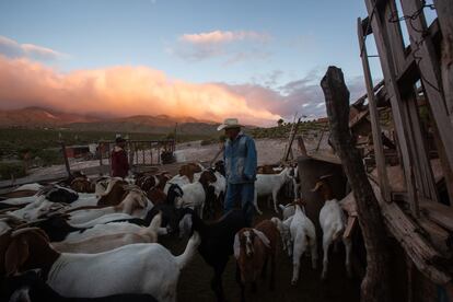 Eustacio Ascacio, protagonista de la película 'Zapatos Rojos', pastorea a sus cabras en su pequeño rancho en Coahuila, el 8 de octubre. Eustacio fue minero en su juventud y ahí perdió una mano, luego se volvió cabrero y adquirió un terreno donde cuida a los animales que sirven de sustento para él y su familia. 
