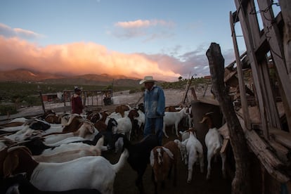 Eustacio Ascacio, protagonista de la película 'Zapatos Rojos', pastorea a sus cabras en su pequeño rancho en Coahuila, el 8 de octubre. Eustacio fue minero en su juventud y ahí perdió una mano, luego se volvió cabrero y adquirió un terreno donde cuida a los animales que sirven de sustento para él y su familia.