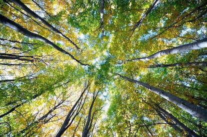 Bosque de hayas en el parque natural del Moncayo.