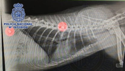 Radiografía del gato con dos proyectiles en su interior.