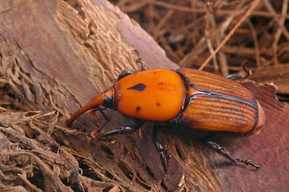 El 'rhynchophorus ferrugineus' o picudo rojo se detectó por primera vez en Granada en 1994 y, desde entonces, se han detectado nuevos focos en palmeras del sur y el este de la península y en el archipiélago canario. Llegó del norte de África en palmeras infestadas. Este animal pone sus huevos en las heridas o cicatrices de las palmeras. Tras cuatro o cinco días, estos eclosionan y las larvas se alimentan de los tejidos de las palmas, creando galerías en su interior que pueden comprometer la estabilidad de la planta y llegar a significar su muerte. En Elche, ya se han caído tres de estos árboles como consecuencia de la plaga que está además amenazando el famoso palmeral de la ciudad, declarado Patrimonio de la Humanidad por la UNESCO.