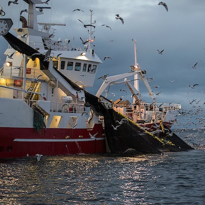 orcas and sea gulls feeding on herring trapped by the nets of a fishing trawler.
 Northern Norway during winter.