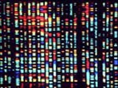 Imagen por ordenador de las claves del genoma humano expuesto en la muesta &#39;La revolución genómica&#39;.