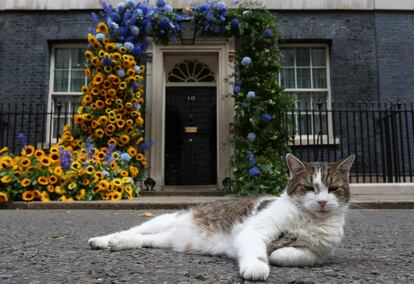 'Larry', el gato de la residencia del primer ministro británico, en Londres, es fotografiado frente al arco floral hecho con la flor nacional ucrania, el girasol, para conmemorar este miércoles el Día de la Independencia de la antigua república soviética. 