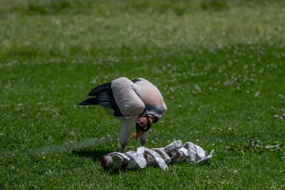 El rey zamuro del Bioparque La Reserva, con unos orificios ocasionados por el maltrato durante su tráfico.