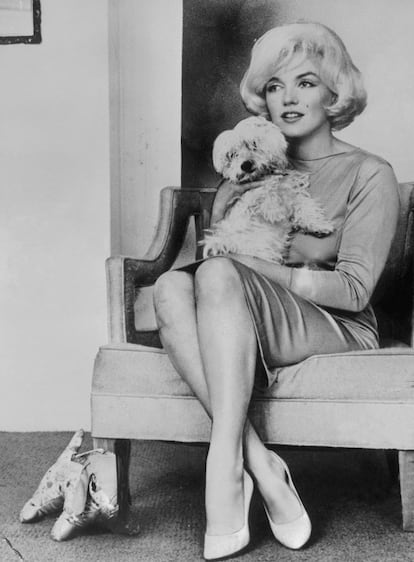 Marilyn y Maf. En la Navidad de 1960, Frank Sinatra regaló a Marilyn Monroe un cachorro de Bichón Maltés. La actriz se había separado de su tercer marido, Arthur Miller, con quien había compartido a un perro llamado Hugo, un Basset Hound al que se cuenta que Marilyn le permitía beber sorbitos de whisky y que aparece en las fotografías más felices de la expareja. La llegada del nuevo perrito hizo muy feliz a la artista, que eligió un nombre con gancho para su mascota: lo llamó Maf, ya que en aquella misma época Sinatra estaba envuelto en un escándalo monumental por sus relaciones con la Mafia. Monroe y Maf no se separaban apenas y se cuenta que el perrito acompañaba a la actriz a sus citas con John F. Kennedy. Maf solía dormir sobre un carísimo abrigo de piel de castor blanco y acompañó a la actriz hasta su muerte, dos años después. Maf fue adoptado después por la secretaria personal de Frank Sinatra.