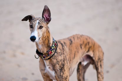 Greyhounds need a feed with highly digestible protein that is appropriate to their age, weight, and activity.