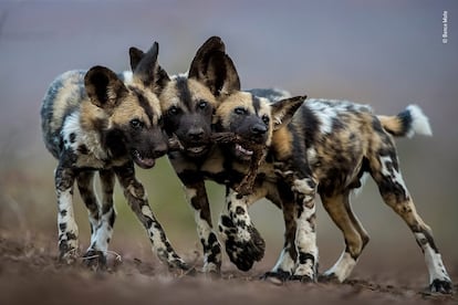 Apesar de os cães selvagens adultos africanos serem assassinos implacáveis, seus filhotes são muito brincalhões. Bence fotografou esses irmãos em Mkuze (África do Sul). Todos queriam brincar com a perna de um impala e tentaram arrastá-lo em três direções diferentes.