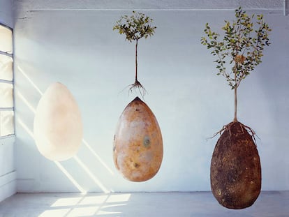 Entierros ecológicos: ¿Cómo serán los cementerios del futuro?