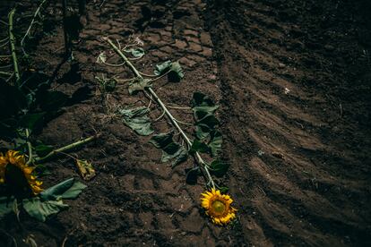 Campo de girasoles aplastados por carros de combate.