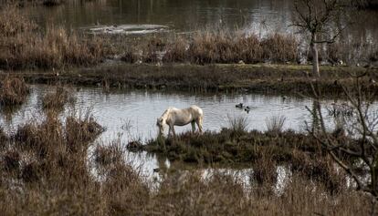 Un caballo se alimenta en los Aiguamolls de l'Empordà.