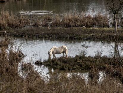 Un caballo se alimenta en los Aiguamolls de l'Empordà.