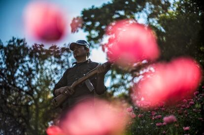 Un miembro de la Policía Comunitaria de Guerrero monta guardia en un campo ilegal de amapolas, en la pequeña comunidad de  Heliodoro Castillo, en Guerrero, México.