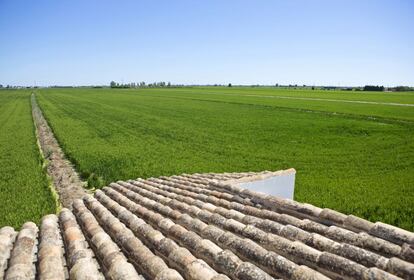 El arroz pinta el paisaje del delta, y le otorga un aspecto distinto en cada estación.