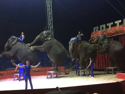 Elefantes del Circo Gottani, en una foto del 4 de abril 2018.