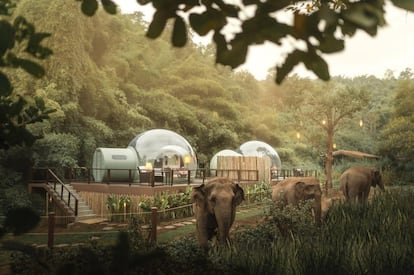 Los hoteles burbuja no son solo para pasar la noche bajo las estrellas. Así lo demuestra el <a href="https://www.anantara.com/en/golden-triangle-chiang-rai" target="_blank">Anantara Golden Triangle Elephant Camp & Resort</a>, un alojamiento en Chiang Rai, en plena selva del norte de <a href="https://elviajero.elpais.com/elviajero/2019/12/26/actualidad/1577375957_377050.html" target="_blank">Tailandia</a> con vistas a Myanmar y Laos. Sus habitaciones burbuja, diseñadas por la empresa española Eye in The Sky, ofrecen una atractiva experiencia inmersiva para ver elefantes en su hábitat. Eso sí, por el momento solo hay dos de ellas, por lo que reservarlas no es fácil (a partir de 380 euros para dos personas). Más allá del lujo, aquí también espera su campamento de elefantes rescatados de las calles del país.