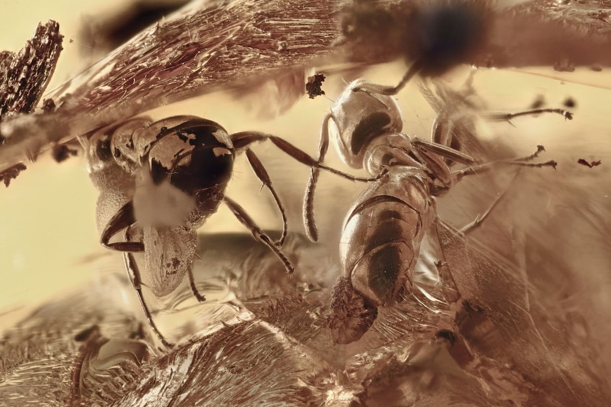 Ants trapped in amber reveal what diminutive life was like millions of years ago