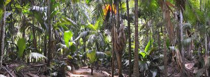 Palmeras de coco de mar, en el Valle de Mai.